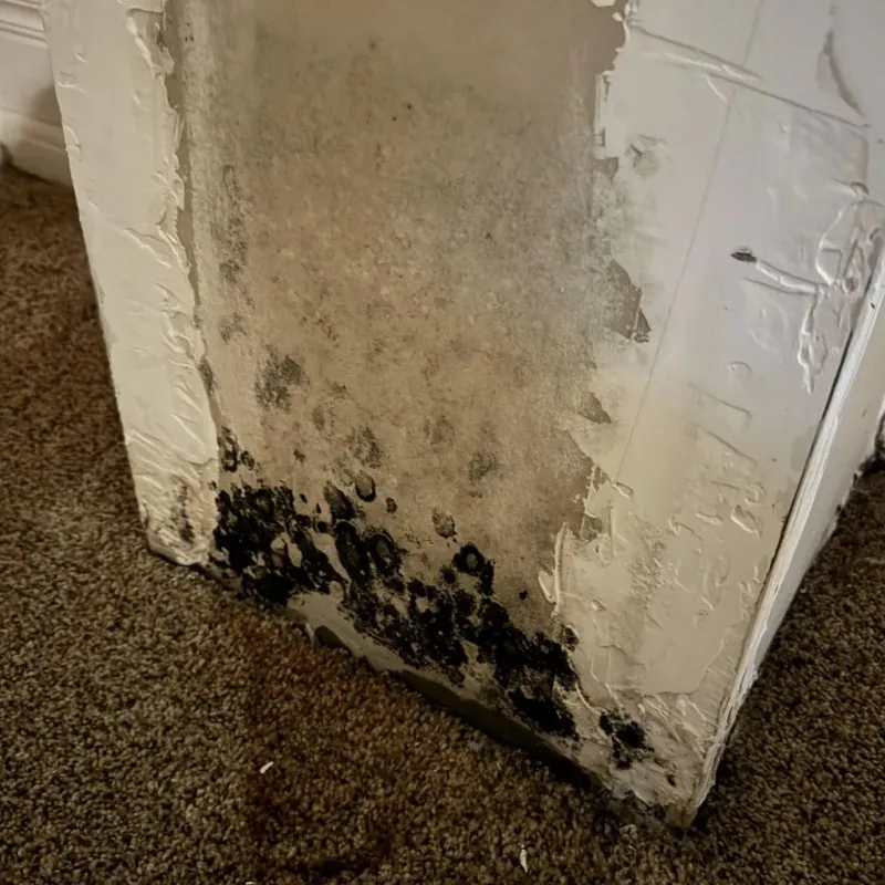 Professional Mold Removal in Cross Plains, TN